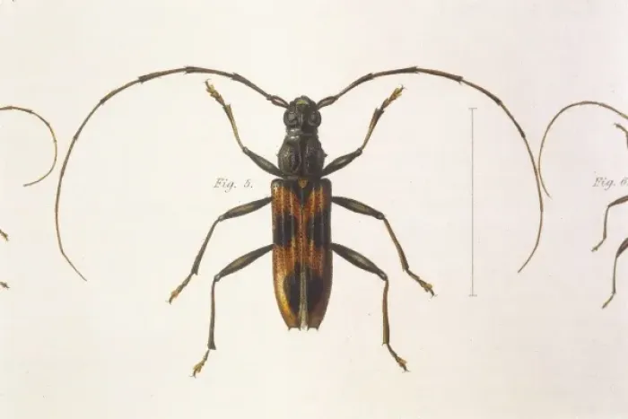 Gerahmter Druck : Stenochorus gigas Gerahmter Druck : Stenochorus gigas