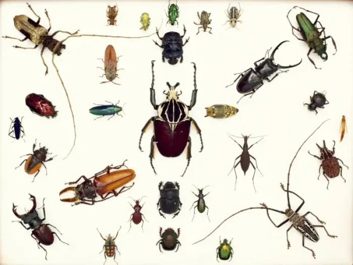 Gerahmter Druck : Viele Käfer specimen Gerahmter Druck : Viele Käfer specimen