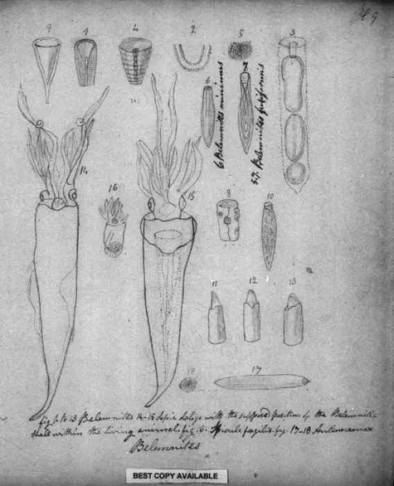 Gerahmter Druck : Belemnites Gerahmter Druck : Belemnites