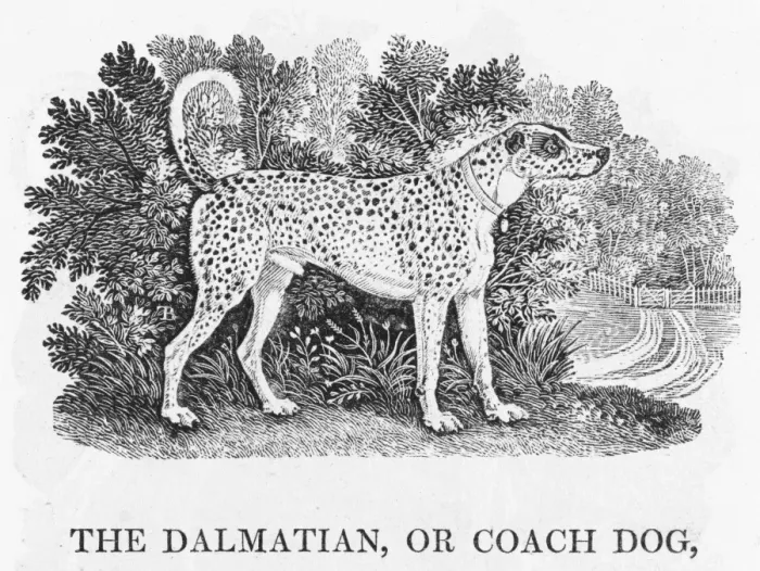 Gerahmter Druck : Dalmatinischer Bewick-Hund Gerahmter Druck : Dalmatinischer Bewick-Hund
