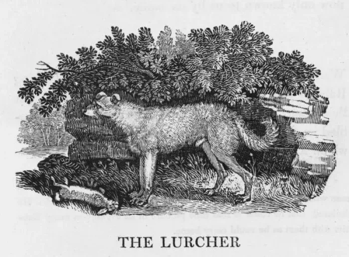 Gerahmter Druck : Bewicklurcher