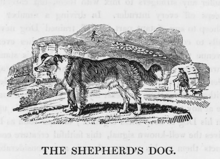 Gerahmter Druck : Wachshepherddog von Bewick Gerahmter Druck : Wachshepherddog von Bewick