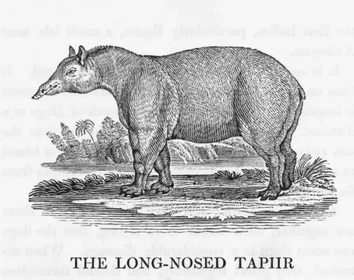 Gerahmter Druck : Tapir / Bewick Gerahmter Druck : Tapir / Bewick