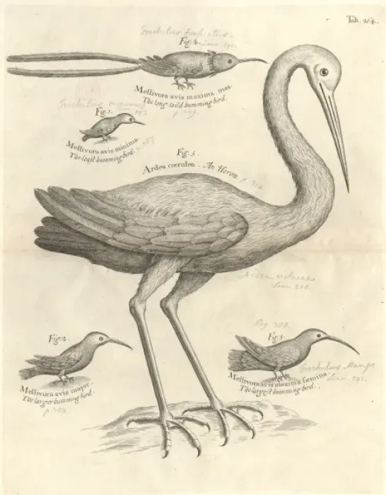 Gerahmter Druck : Vogeldarstellung Gerahmter Druck : Vogeldarstellung