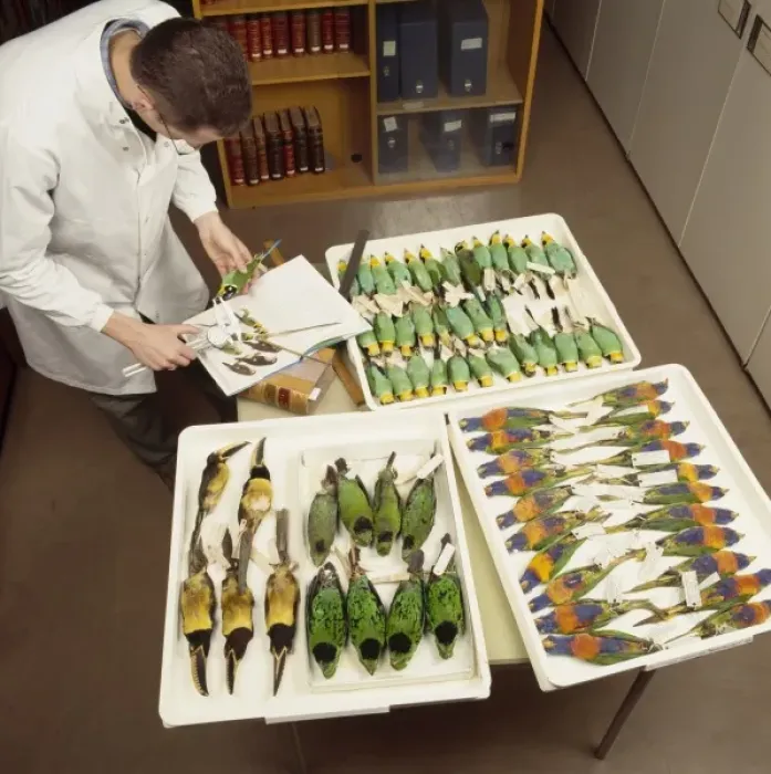 Gerahmter Druck : Vogelschalen Gerahmter Druck : Vogelschalen