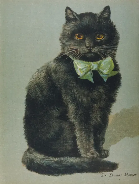 Gerahmter Druck : Schwarze Katze mit Band Gerahmter Druck : Schwarze Katze mit Band
