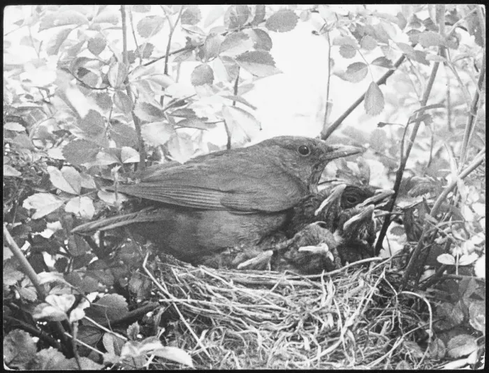 Gerahmter Druck : Schwarzbirnchen-Nestung Gerahmter Druck : Schwarzbirnchen-Nestung