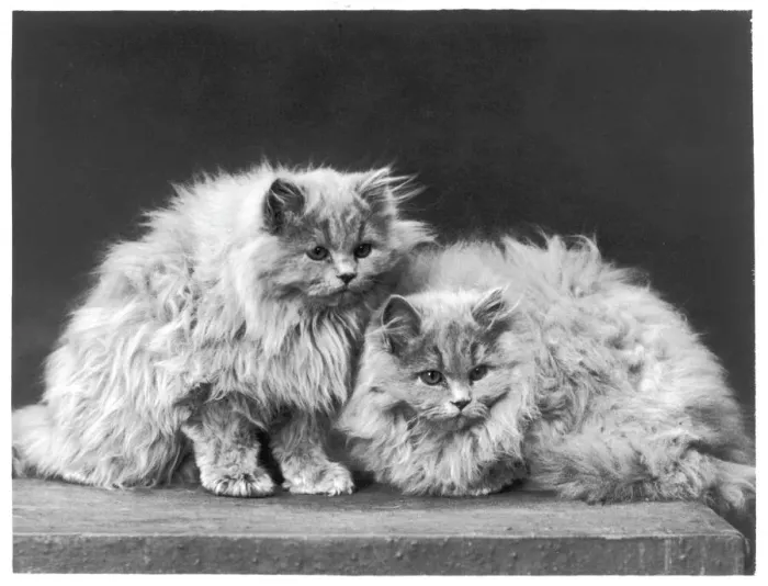 Gerahmter Druck : Blau persische Katzen