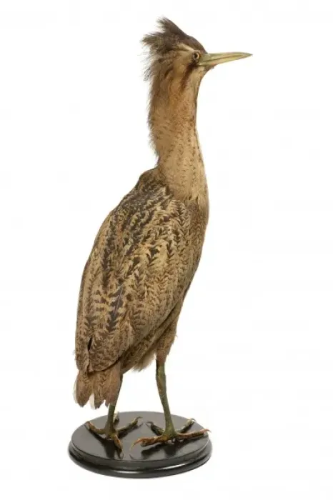 Gerahmter Druck : Großer Bitter (Botaurus stellaris) Gerahmter Druck : Großer Bitter (Botaurus stellaris)