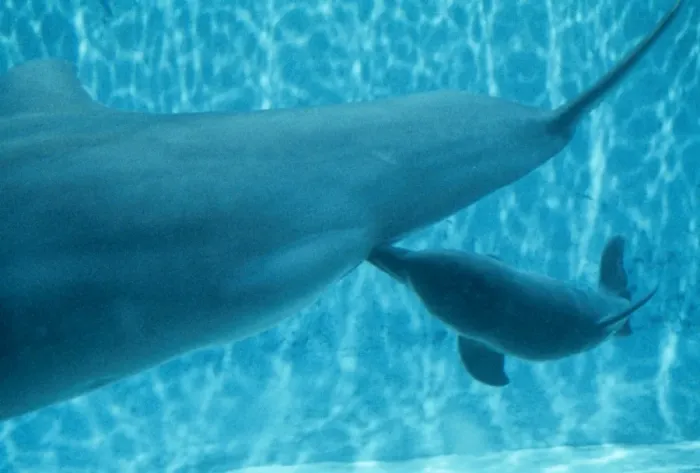 Gerahmter Druck : Delfinbärtiger Wal - Stillzeit Gerahmter Druck : Delfinbärtiger Wal - Stillzeit
