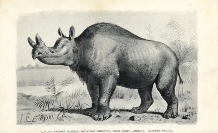 Gerahmter Druck : Robustbrachycephalus Gerahmter Druck : Robustbrachycephalus