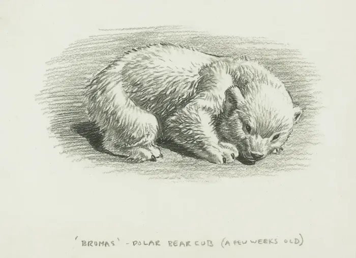 Gerahmter Druck : Polarbär von Bruma Gerahmter Druck : Polarbär von Bruma