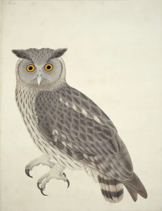 Gerahmter Druck : Bubo coromandus, Dunkelaugen-Eulen