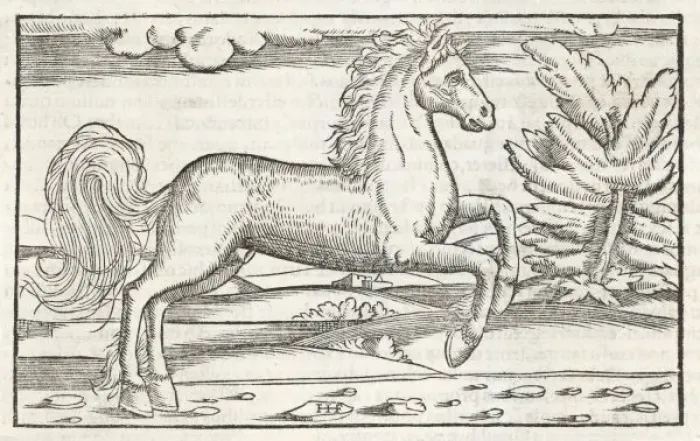 Gerahmter Druck : BUCEPHALUS