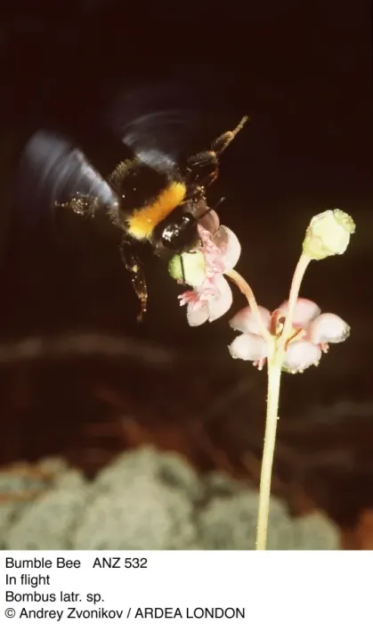 Gerahmter Druck : Bumblebee - Im Flug Gerahmter Druck : Bumblebee - Im Flug