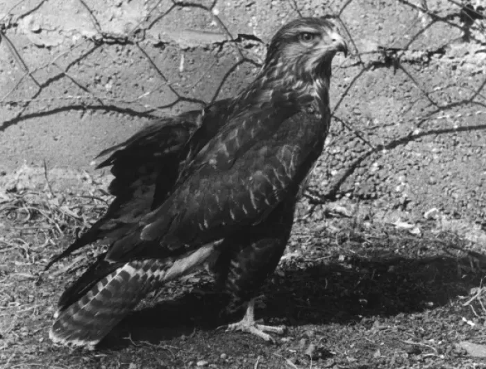 Gerahmter Druck : BUZZARD. Ein Bussarde, Datum: 1960er Jahre Gerahmter Druck : BUZZARD. Ein Bussarde, Datum: 1960er Jahre