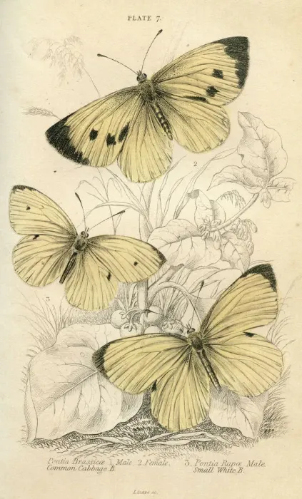 Gerahmter Druck : Weißer Knopfblume Schmetterling Gerahmter Druck : Weißer Knopfblume Schmetterling