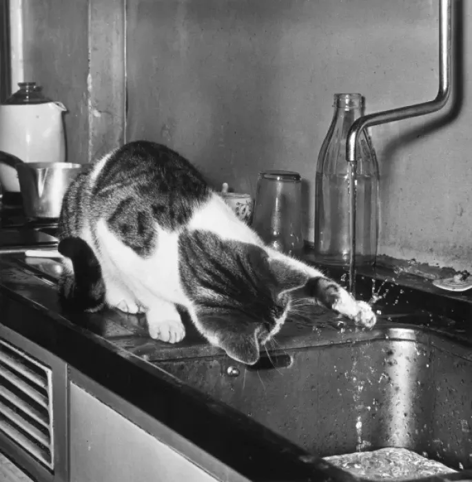Gerahmter Druck : Katzen Spritz Gerahmter Druck : Katzen Spritz