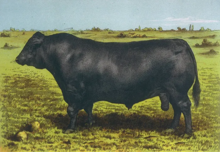Gerahmter Druck : Rinder / Aberdeen Angus Gerahmter Druck : Rinder / Aberdeen Angus