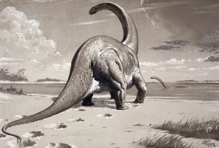 Gerahmter Druck : Cetiosaurus Gerahmter Druck : Cetiosaurus