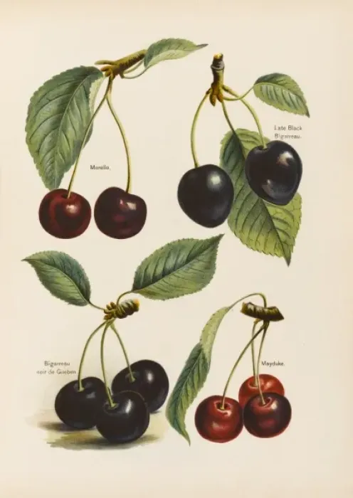 Gerahmter Druck : CHERRIES. Moor-Elle Spätblau Schwarzwälder Birnen schwarze Birne von Guébén Mai-Duke Gerahmter Druck : CHERRIES. Moor-Elle Spätblau Schwarzwälder Birnen schwarze Birne von Guébén Mai-Duke