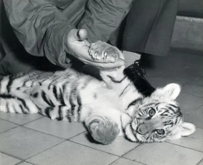 Gerahmter Druck : Chippberfelds Zirkus – Tiger – Kumar
