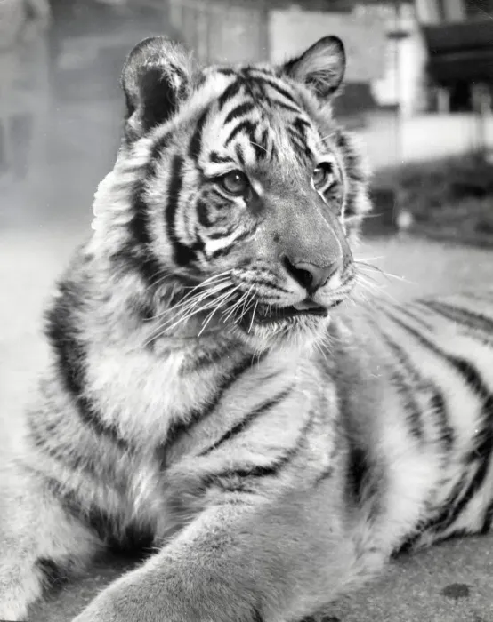 Gerahmter Druck : Chippelfields Zirkus - Tiger - Kumar Gerahmter Druck : Chippelfields Zirkus - Tiger - Kumar