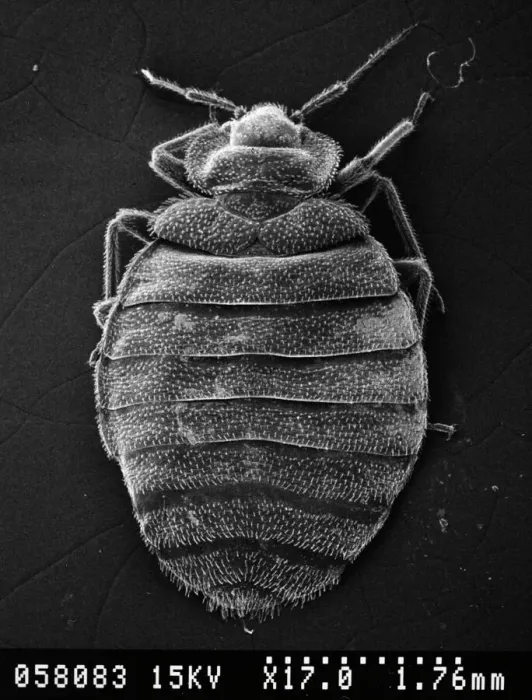 Gerahmter Druck : Käfer Cimex lectularius, Bettwanze Gerahmter Druck : Käfer Cimex lectularius, Bettwanze
