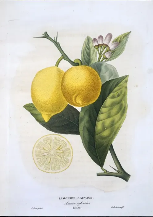 Gerahmter Druck : Zitronenlimette Gerahmter Druck : Zitronenlimette