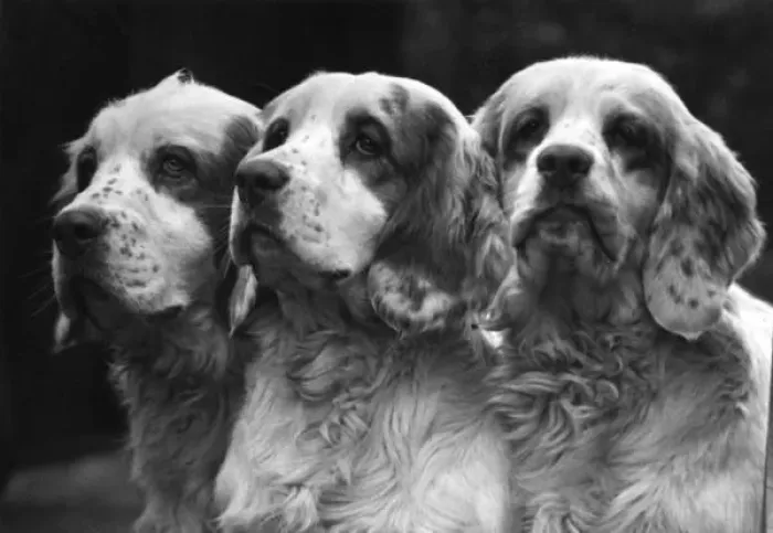 Gerahmter Druck : Spaniel Clumber Gerahmter Druck : Spaniel Clumber
