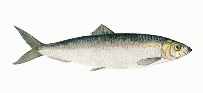 Gerahmter Druck : Klippeharing oder Atlantischer Hering Gerahmter Druck : Klippeharing oder Atlantischer Hering