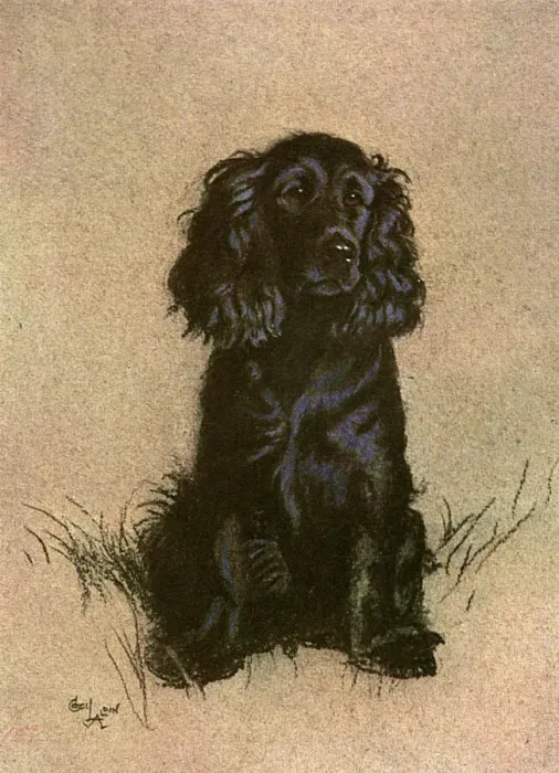 Gerahmter Druck : Kochspaniell Gerahmter Druck : Kochspaniell
