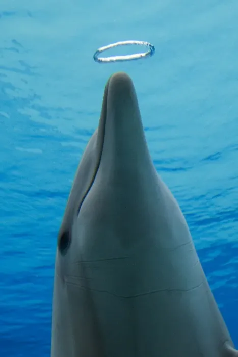 Gerahmter Druck : Blaulippen-Delfin mit Luftbläschenring Gerahmter Druck : Blaulippen-Delfin mit Luftbläschenring