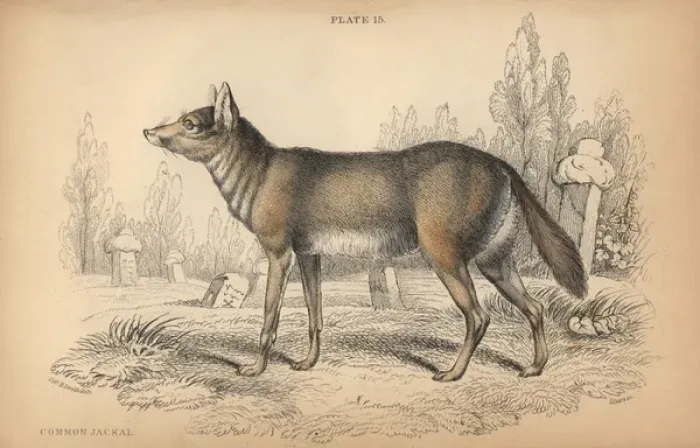 Gerahmter Druck : Gemeiner Fuchs (Canis aureus) Gerahmter Druck : Gemeiner Fuchs (Canis aureus)