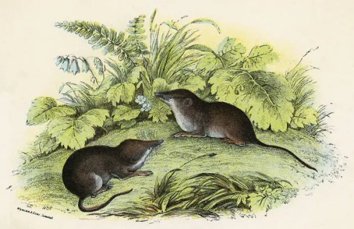 Gerahmter Druck : Gemeine Eichhörnchen Gerahmter Druck : Gemeine Eichhörnchen