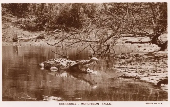 Gerahmter Druck : Krokodil am Murchison-Falls in Uganda Gerahmter Druck : Krokodil am Murchison-Falls in Uganda