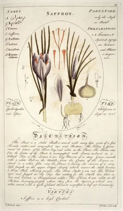 Gerahmter Druck : Krokos Sativus, Saffran Gerahmter Druck : Krokos Sativus, Saffran