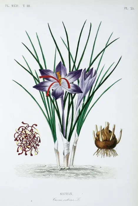 Gerahmter Druck : Krokos Sativus, Saffran Gerahmter Druck : Krokos Sativus, Saffran