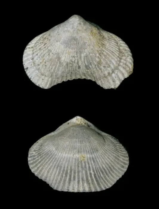 Gerahmter Druck : Zyklotyris difformis, Brachiothirius Gerahmter Druck : Zyklotyris difformis, Brachiothirius