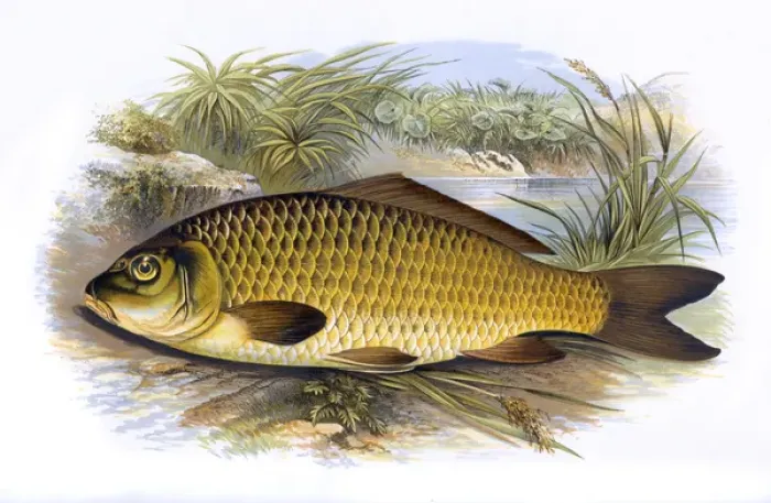 Gerahmter Druck : Zypernkarfisch oder Gemeiner Karpfen Gerahmter Druck : Zypernkarfisch oder Gemeiner Karpfen