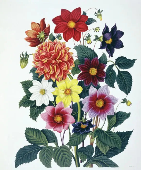 Gerahmter Druck : Dahlia Spätblüher Gerahmter Druck : Dahlia Spätblüher