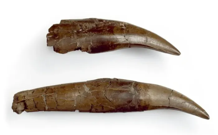 Gerahmter Druck : Zahnfleisch des Daspletosaurus Gerahmter Druck : Zahnfleisch des Daspletosaurus