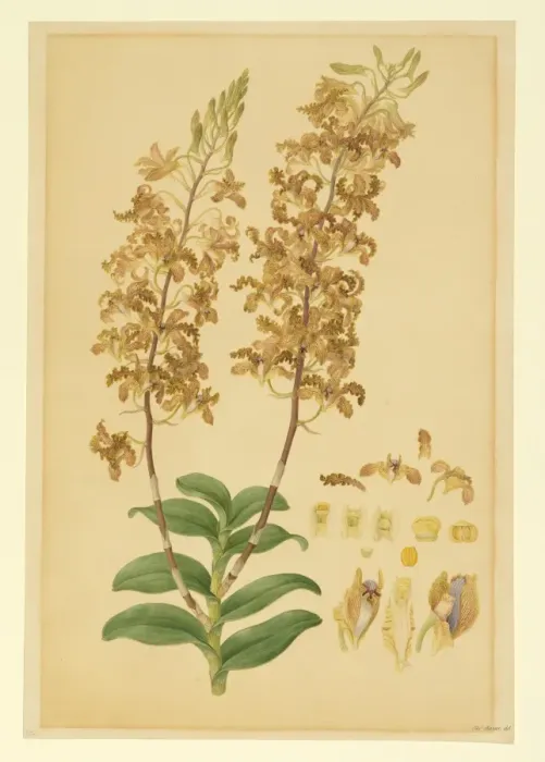 Gerahmter Druck : Dendrobium discolor Gerahmter Druck : Dendrobium discolor