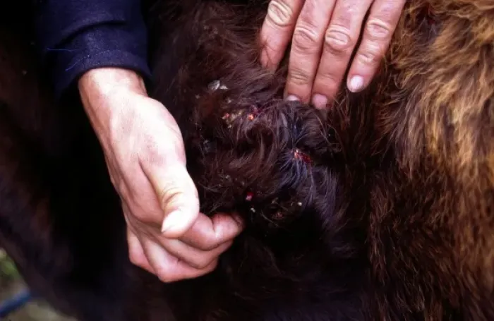 Gerahmter Druck : Dermatobia hominis, Botfliege Gerahmter Druck : Dermatobia hominis, Botfliege