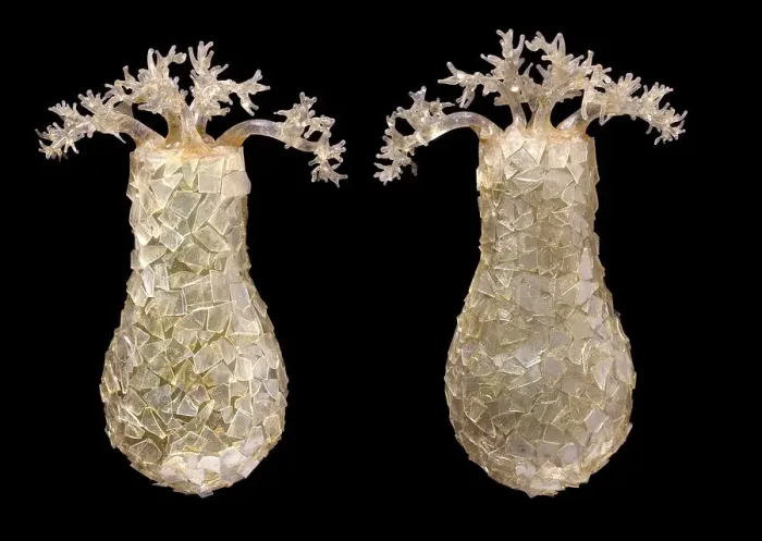 Gerahmter Druck : Difflugia pyriformis, Amoeba Gerahmter Druck : Difflugia pyriformis, Amoeba