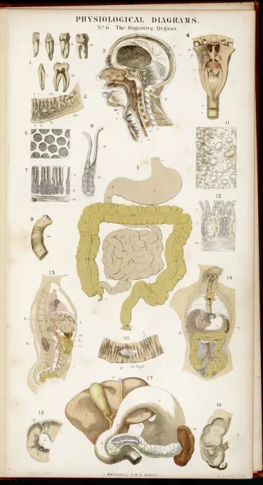 Gerahmter Druck : Verdauliche Organe Gerahmter Druck : Verdauliche Organe