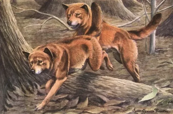 Gerahmter Druck : Dingoes. Wölfe aus Australien springen über einen Baumwurzel in einem Wald