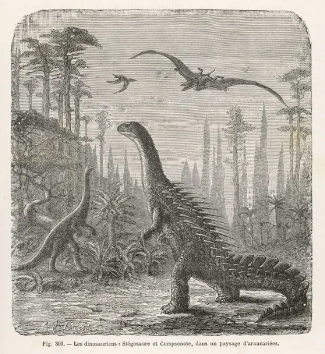 Gerahmter Druck : Stegosaurus  /  Dinosaur