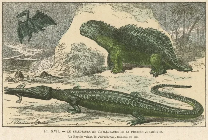 Gerahmter Druck : Teleosaurus Gerahmter Druck : Teleosaurus