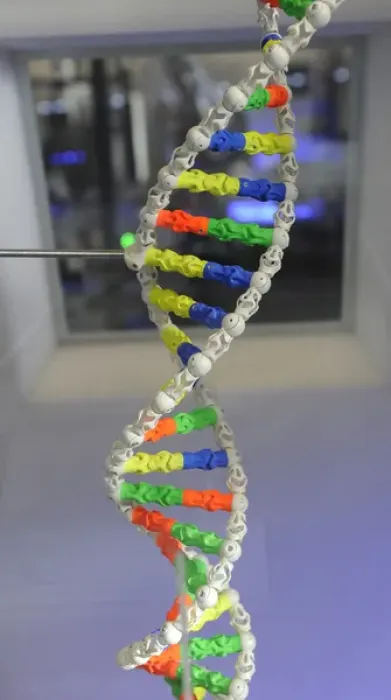 Gerahmter Druck : Deoxyribonukleinsäure, Modell Gerahmter Druck : Deoxyribonukleinsäure, Modell